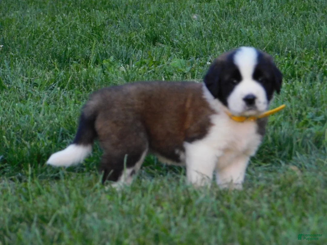 Saint Bernard dogs for sale: Lantana - Ad 2