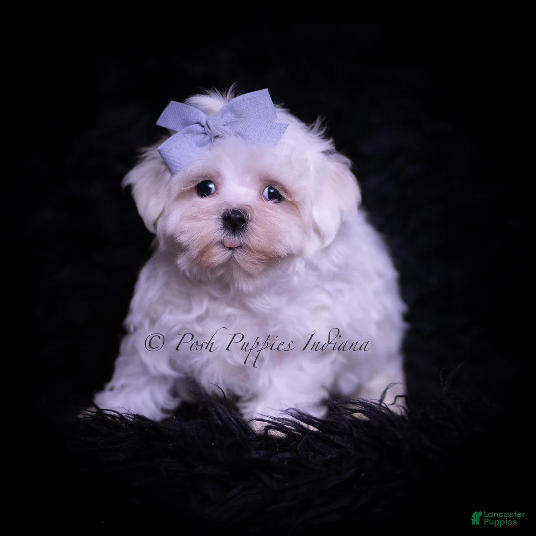 Maltese dogs for sale: Riley - Ad 4