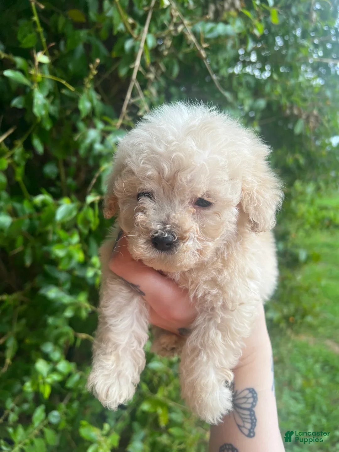 Toy Poodle dogs for sale: Daisy  - Ad 3