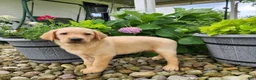 Labrador Retriever dogs for sale: Milo - Ad 3