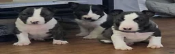 Miniature Bull Terrier dogs for sale: Miniature Bull Terrier 1 - Ad 8