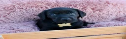 Labrador Retriever dogs for sale: Brown Collar - Ad 8