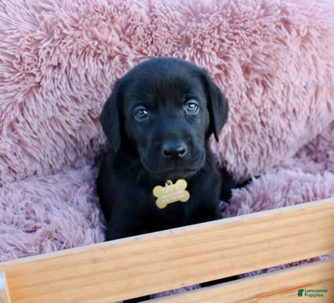 Labrador Retriever dogs for sale: Brown Collar - Ad 8