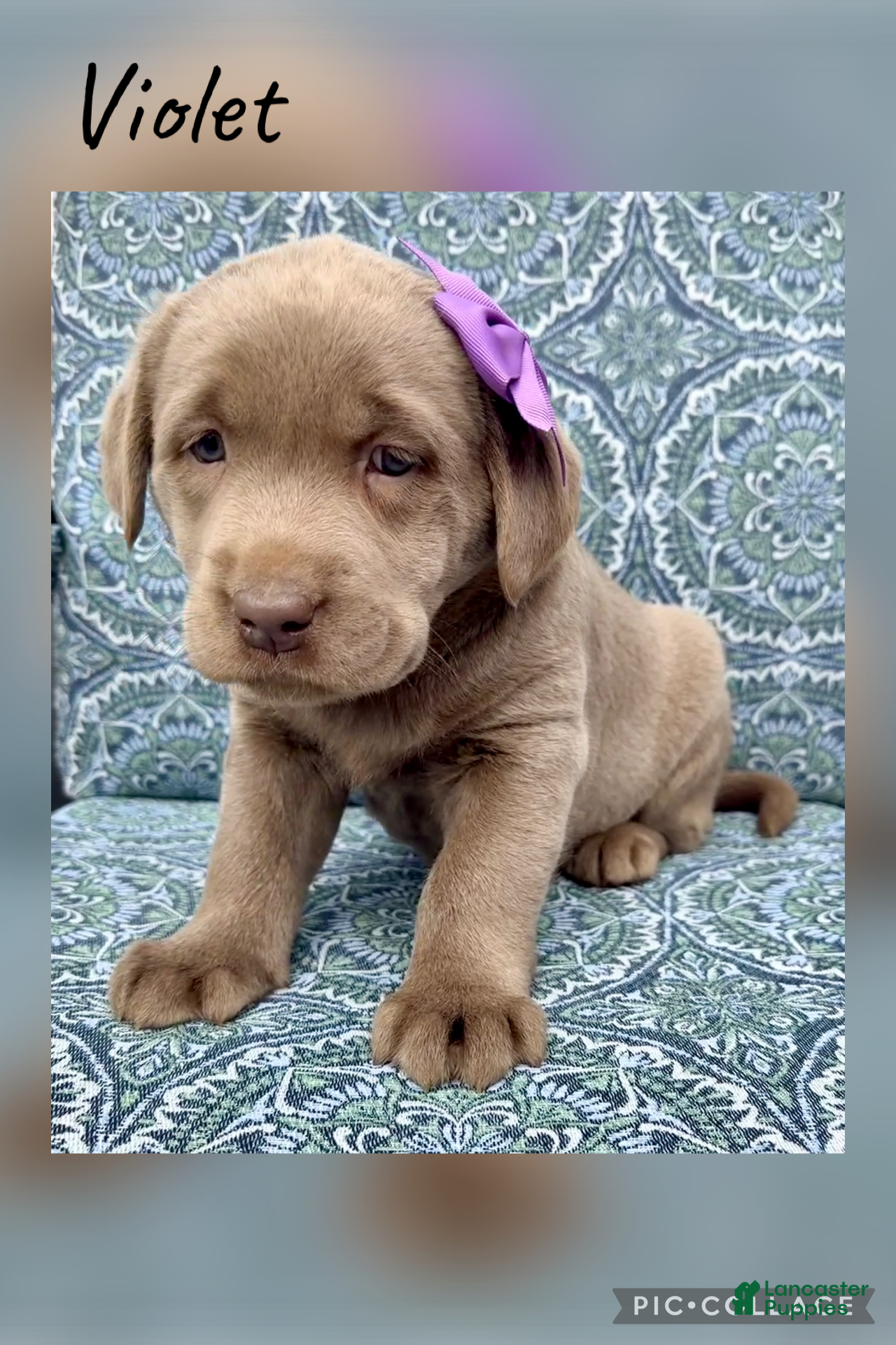 Labrador Retriever dogs Violet - Ad 1