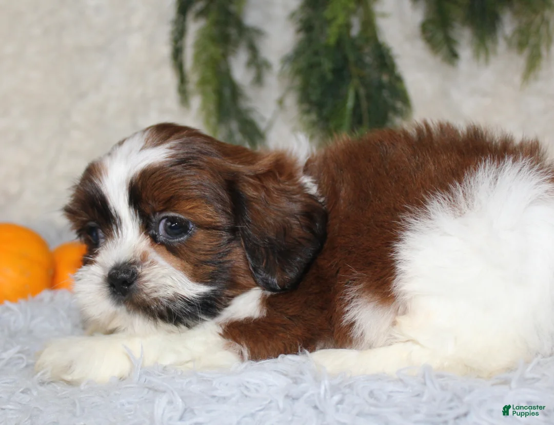 Shih Tzu dogs for sale: Shih Tzu 3 - Ad 2
