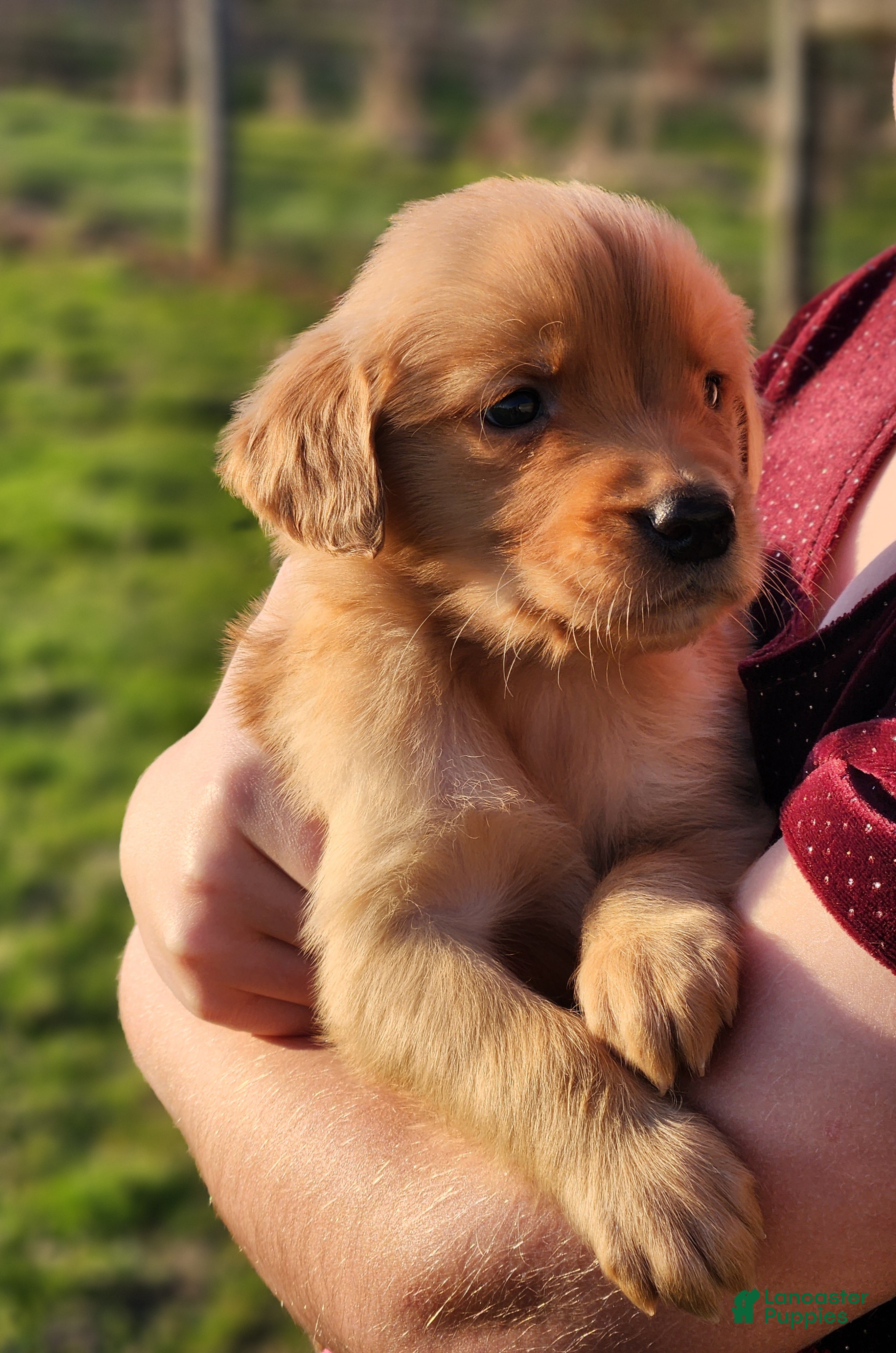 Golden Retriever dogs Rocky - Ad 2