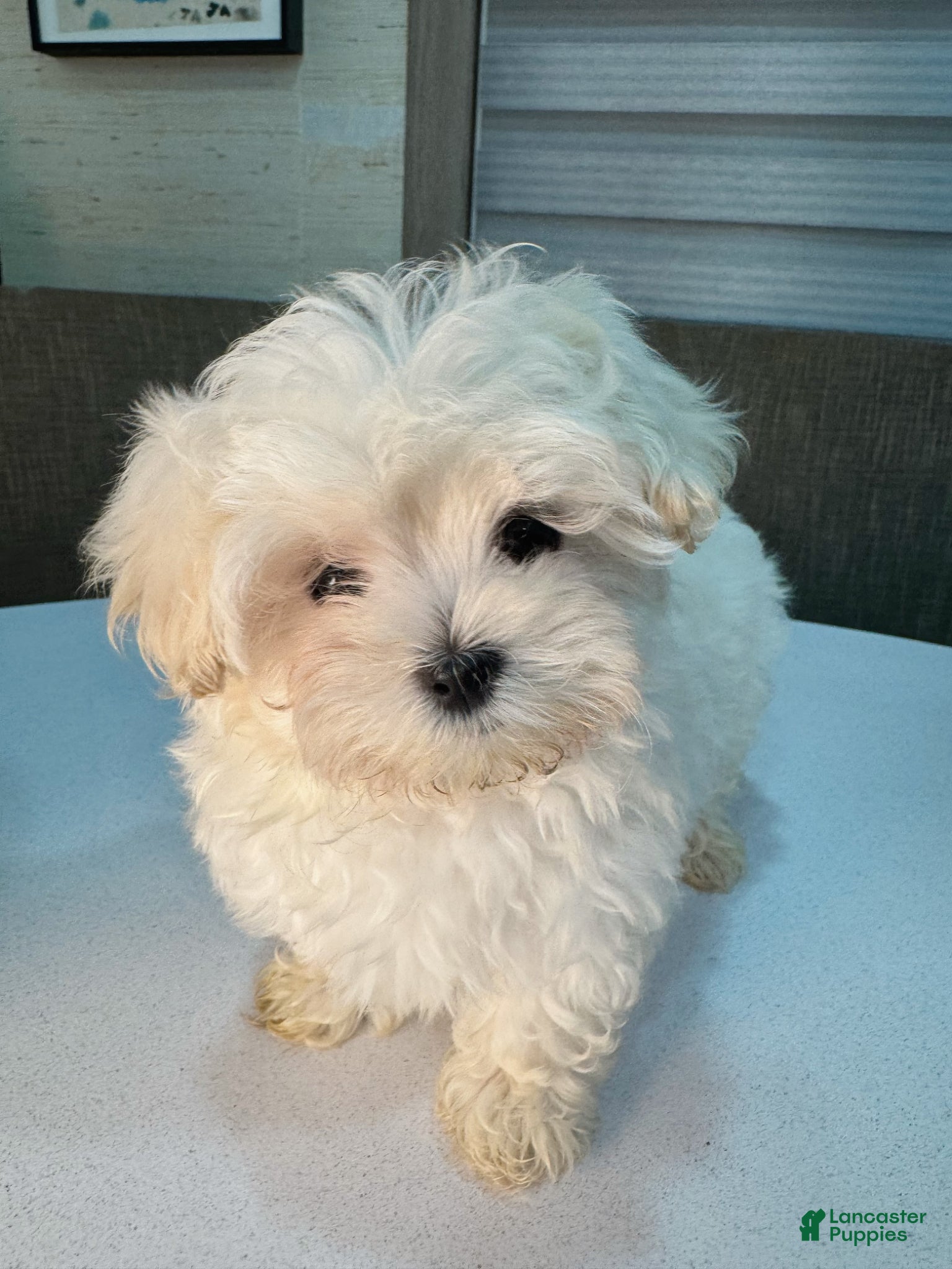 Maltipoo dogs Jupiter - Ad 1