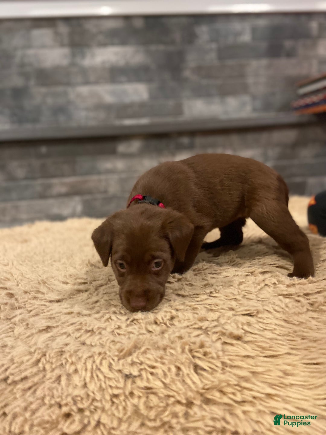 Labrador Retriever dogs for sale: Chocolate Female - Ad 1