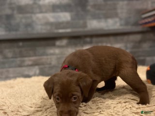 Labrador Retriever dogs Chocolate Female - Ad 3