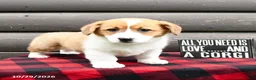 Welsh Corgi Pembroke dogs for sale: Mister - Ad 1