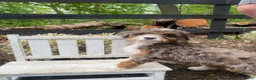 Bernedoodle dogs for sale: Roxy - Ad 14