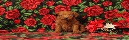 Mini Goldendoodle dogs for sale: Casper - Ad 2