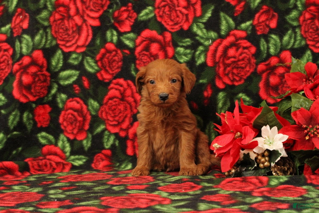 Mini Goldendoodle dogs for sale: Casper - Ad 2