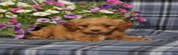 Cavapoo dogs for sale: BJ's Waverly - Ad 5