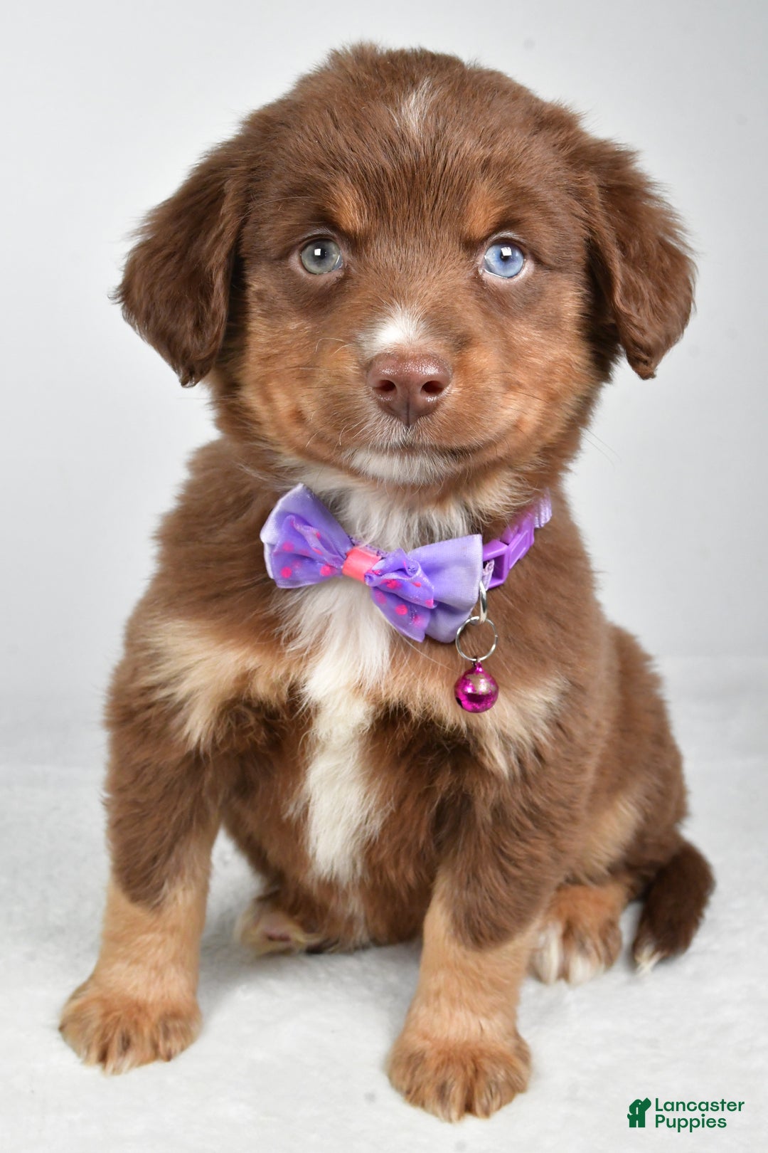 Miniature Australian Shepherd dogs for sale: Robin - Ad 2