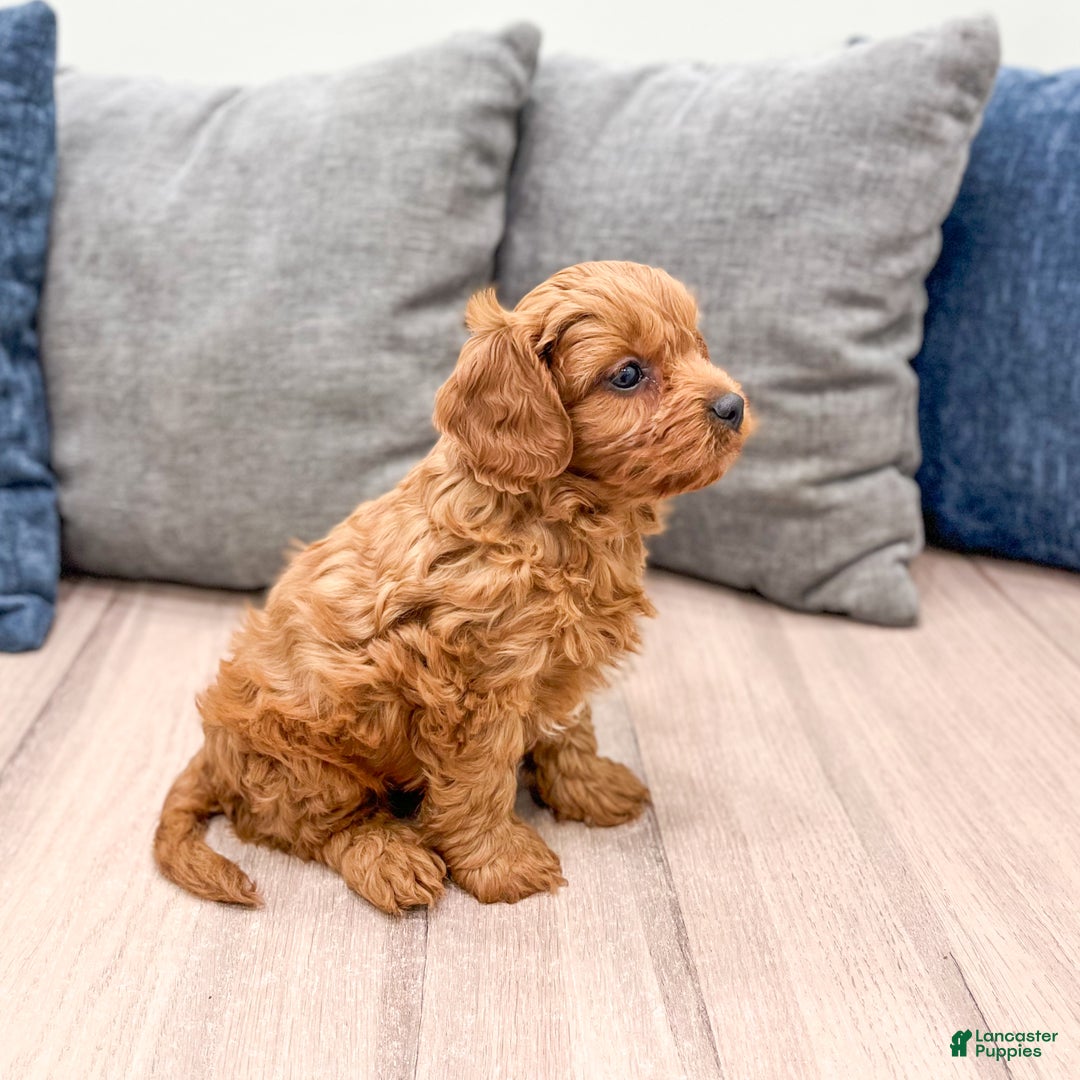 Cavapoo dogs for sale: Brody - Ad 7