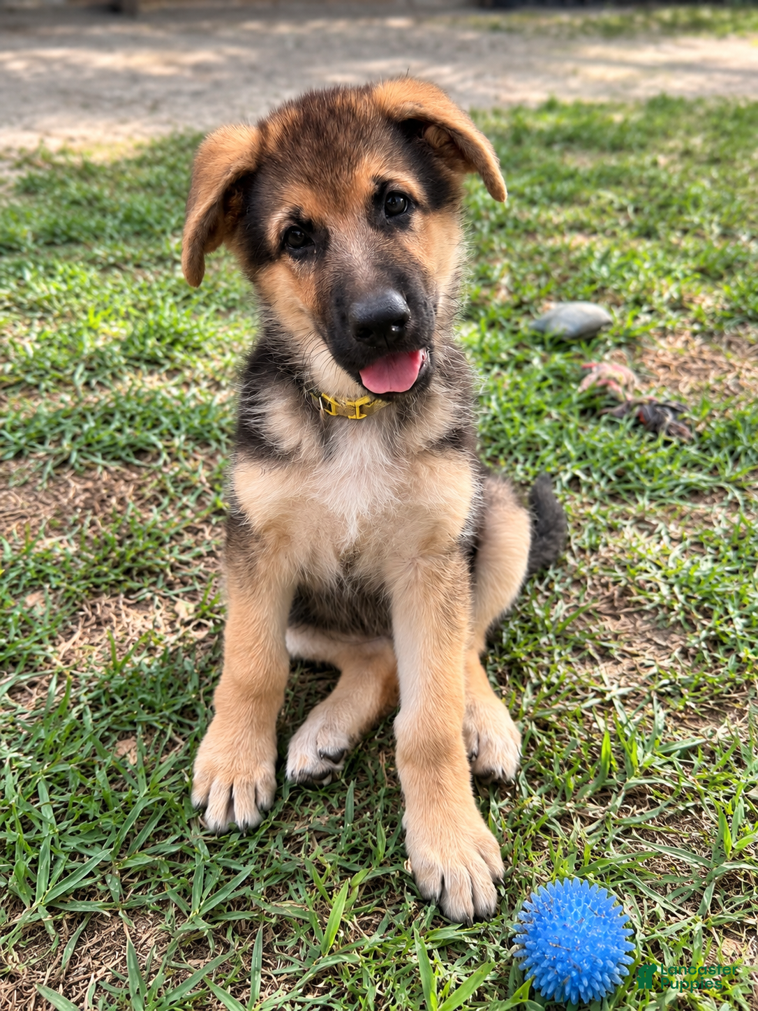 German Shepherd dogs Miley - Ad 12
