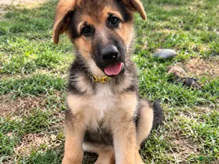 German Shepherd dogs Miley - Ad 12
