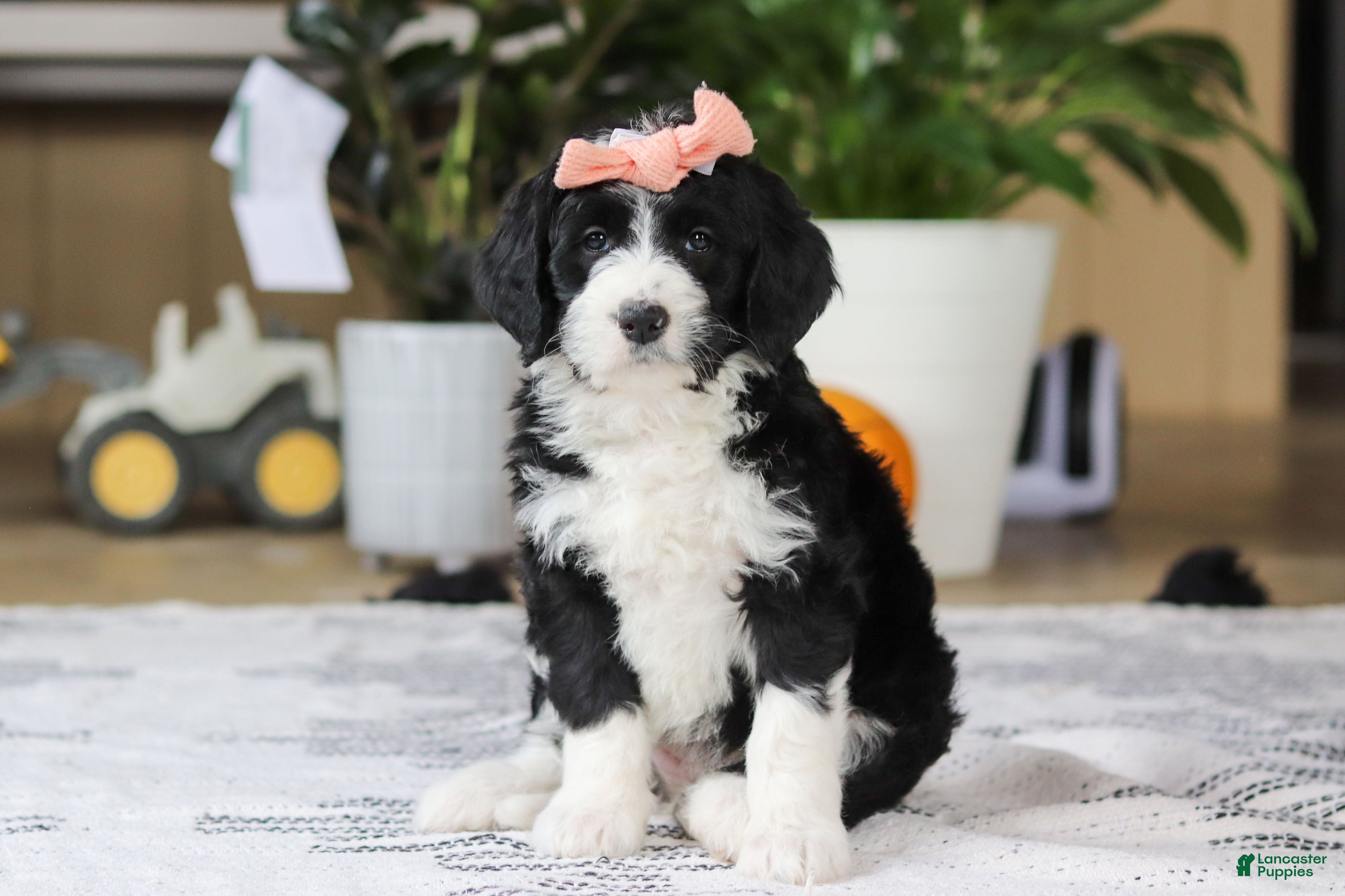 Bernedoodle dogs Julia - Ad 2