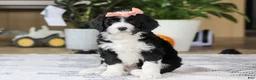 Bernedoodle dogs for sale: Julia - Ad 2