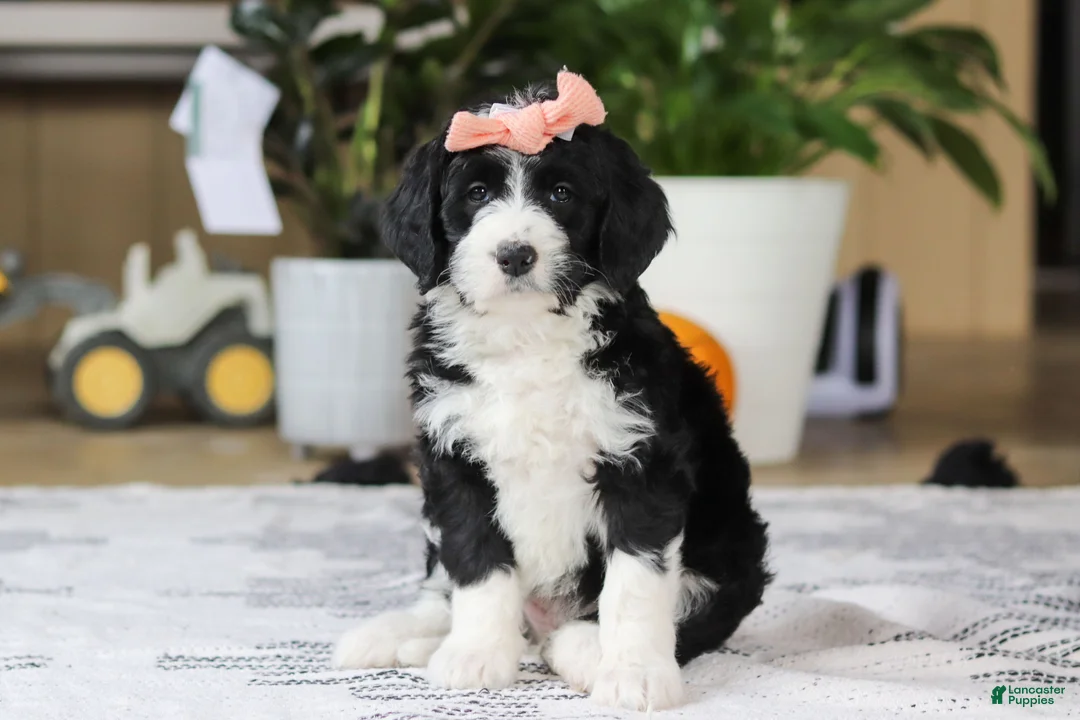 Bernedoodle dogs for sale: Julia - Ad 2