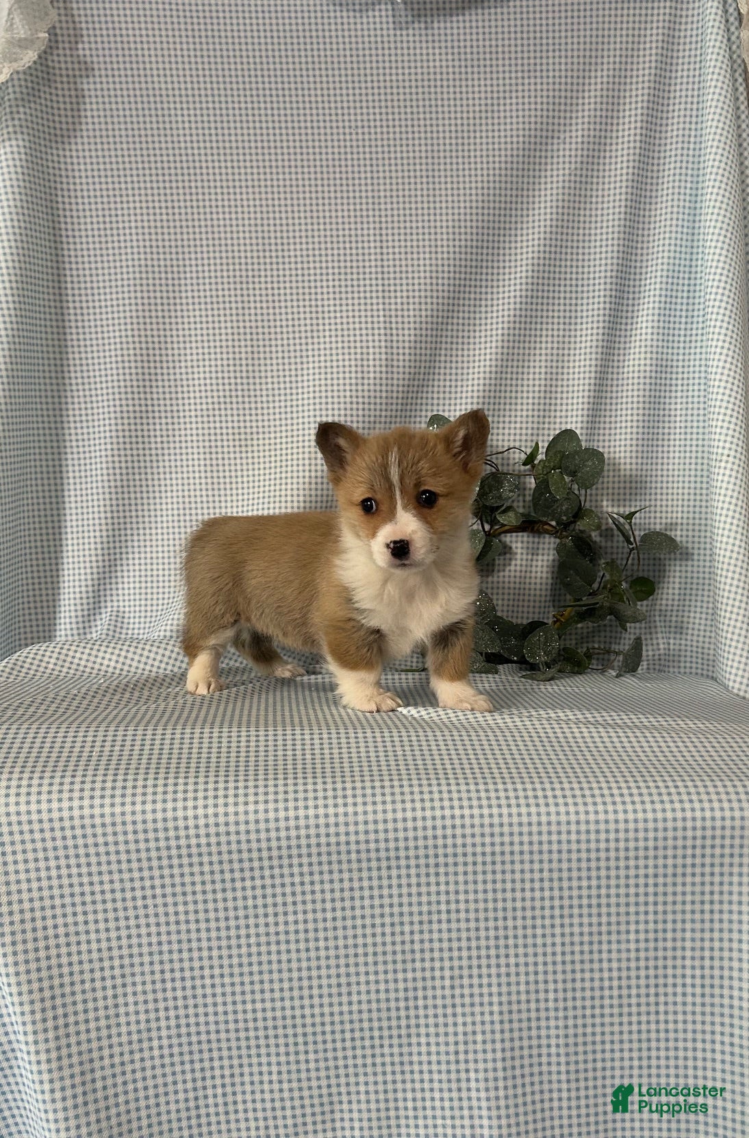 Welsh Corgi Pembroke dogs Poppi - Ad 17