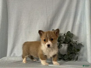 Welsh Corgi Pembroke dogs Poppi - Ad 17