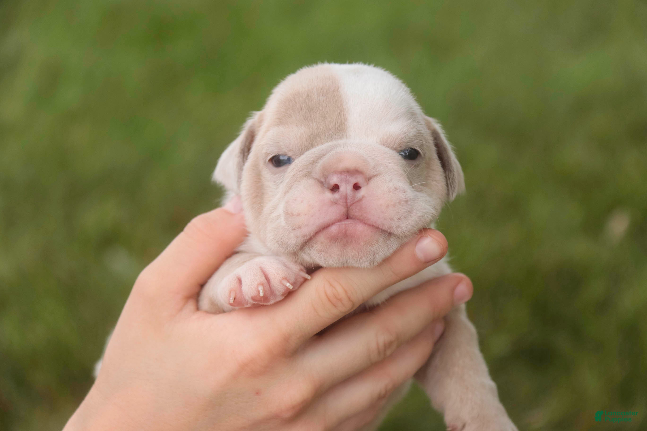 English Bulldog dogs Ted English Bulldog  - Ad 2