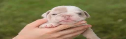 English Bulldog dogs for sale: Ted English Bulldog  - Ad 2