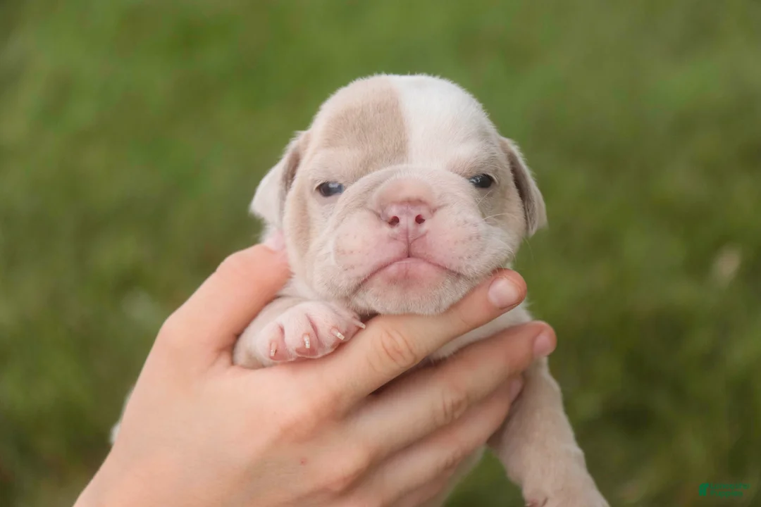 English Bulldog dogs for sale: Ted English Bulldog  - Ad 2