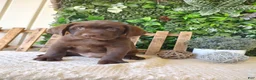 Labrador Retriever dogs for sale: Ranger - Ad 5