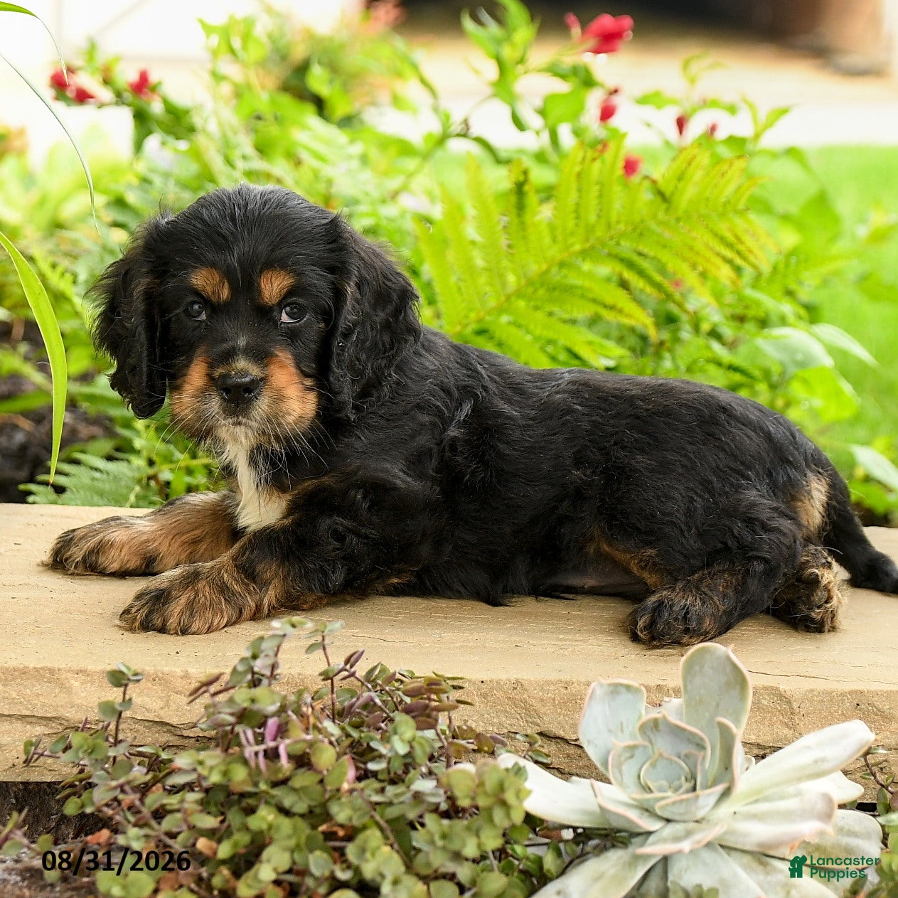 English Cocker Spaniel dogs Laura - Ad 2