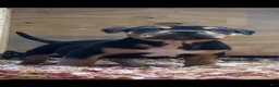 American Bully dogs for stud: Big Suge  - Ad 5