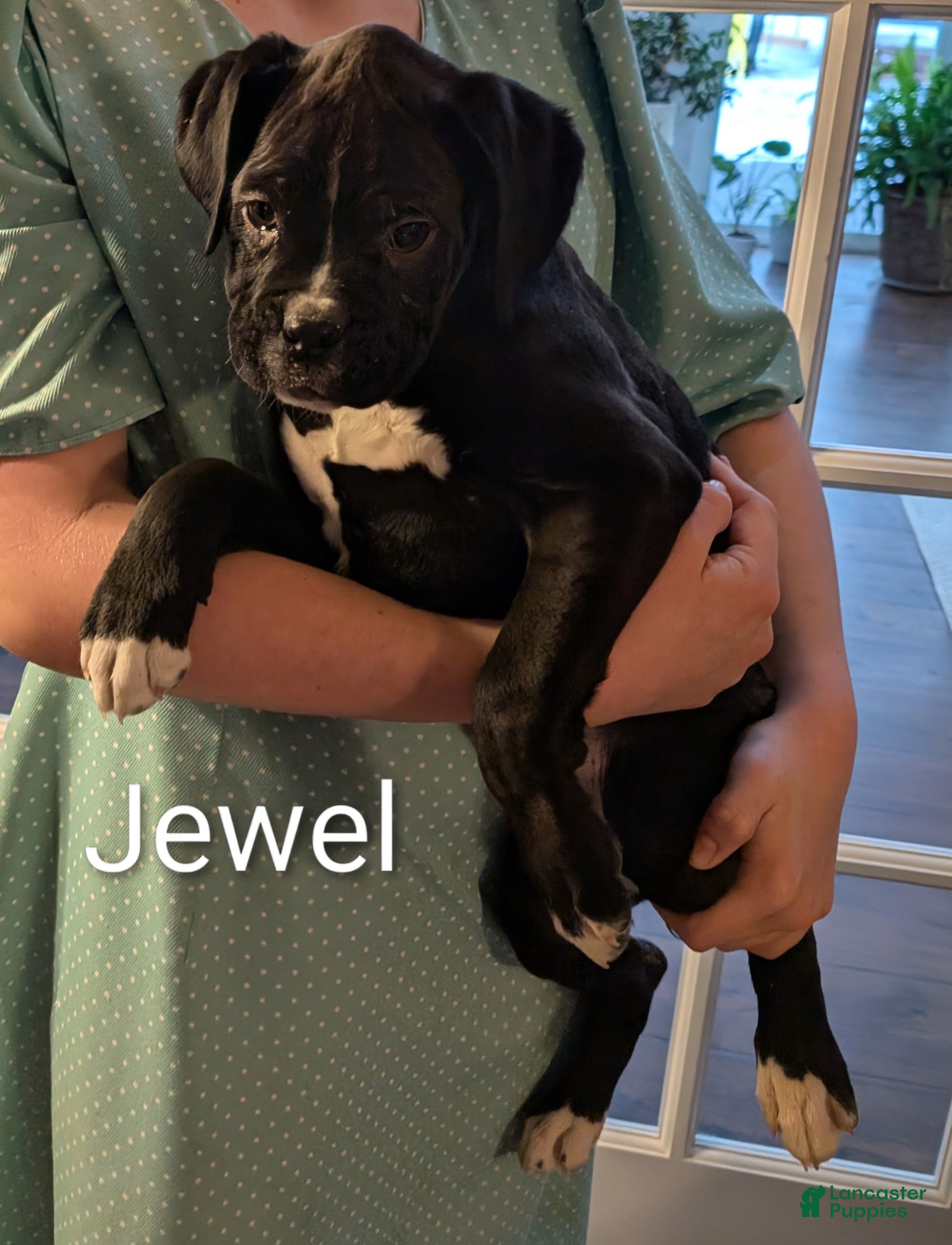 Boxer dogs Jewel - Ad 1