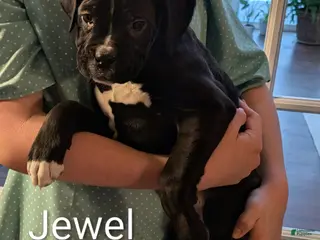 Boxer dogs for sale: Jewel - Ad 2