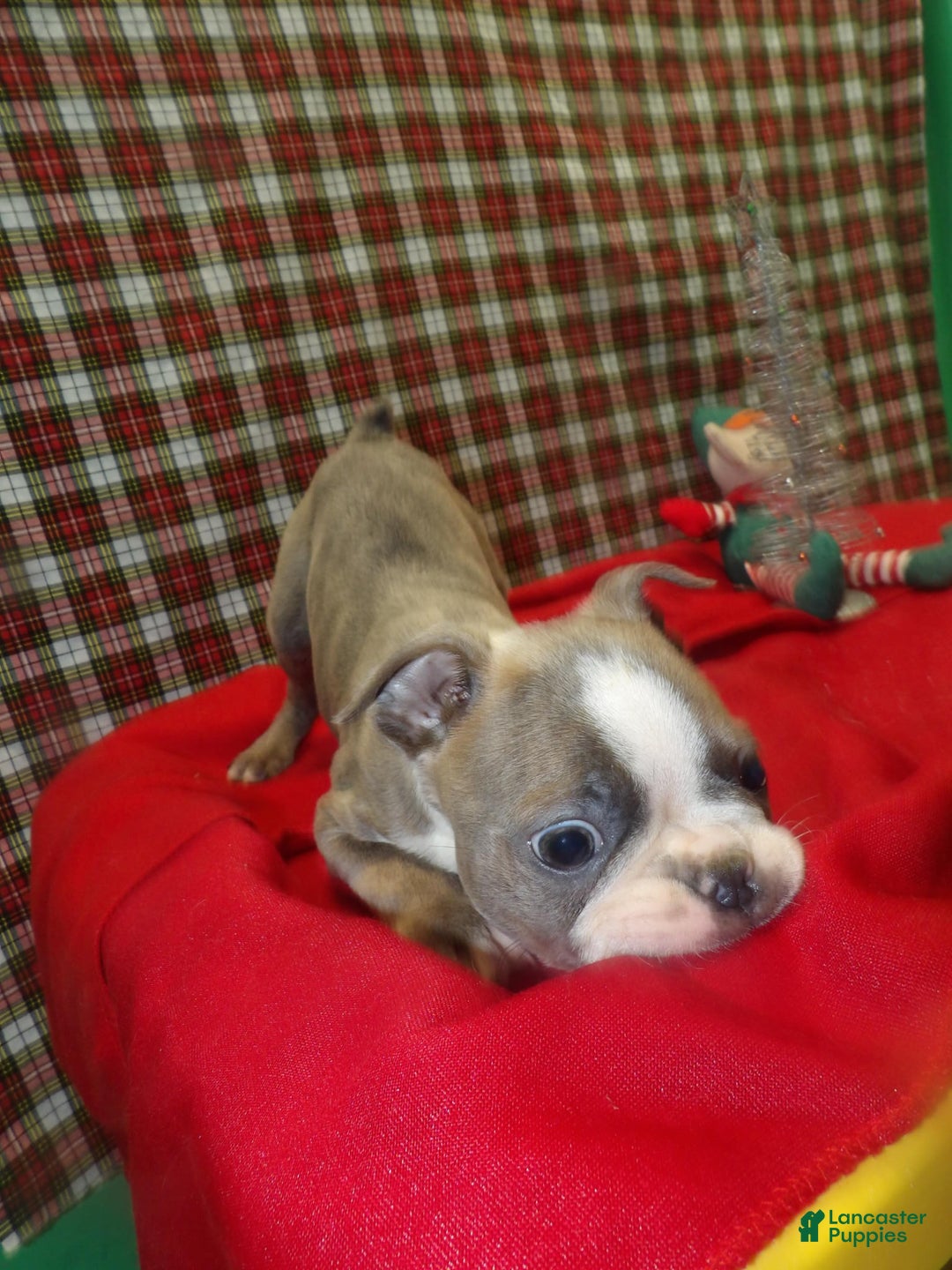 Boston Terrier dogs for sale: SEBASTIAN - Ad 2