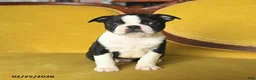 Boston Terrier dogs for sale: Smiley - Ad 5
