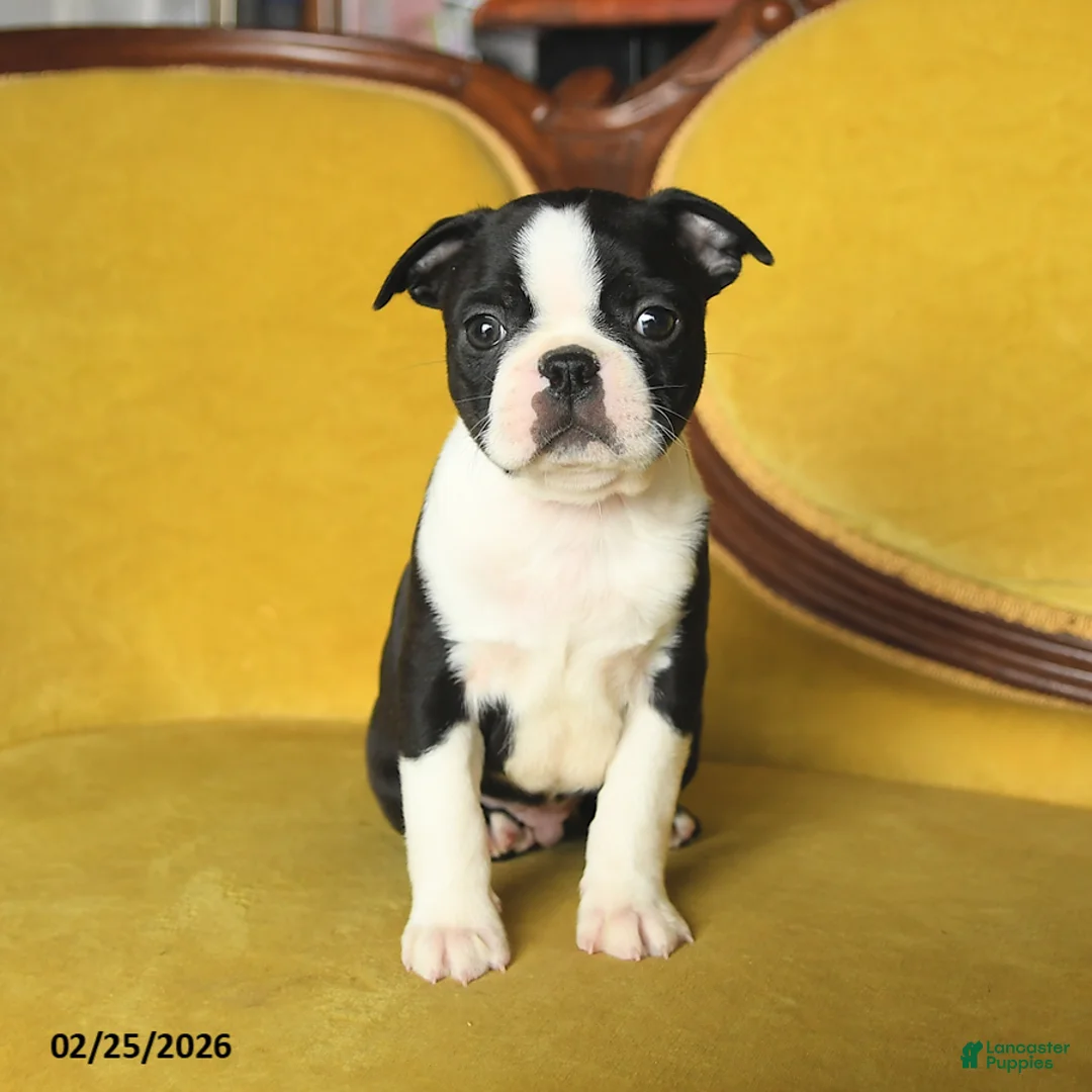 Boston Terrier dogs for sale: Smiley - Ad 5