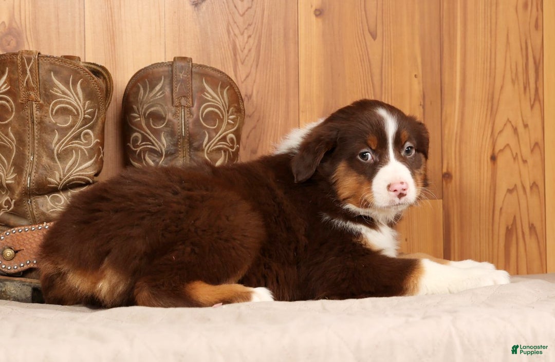 Australian Shepherd dogs for sale: Ranger - Ad 5