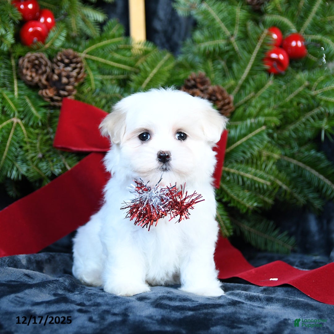 Maltese dogs for sale: Holly - Ad 3