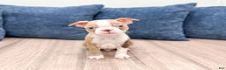 Boston Terrier dogs for sale: Asher - Ad 1