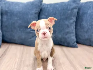 Boston Terrier dogs Asher - Ad 8