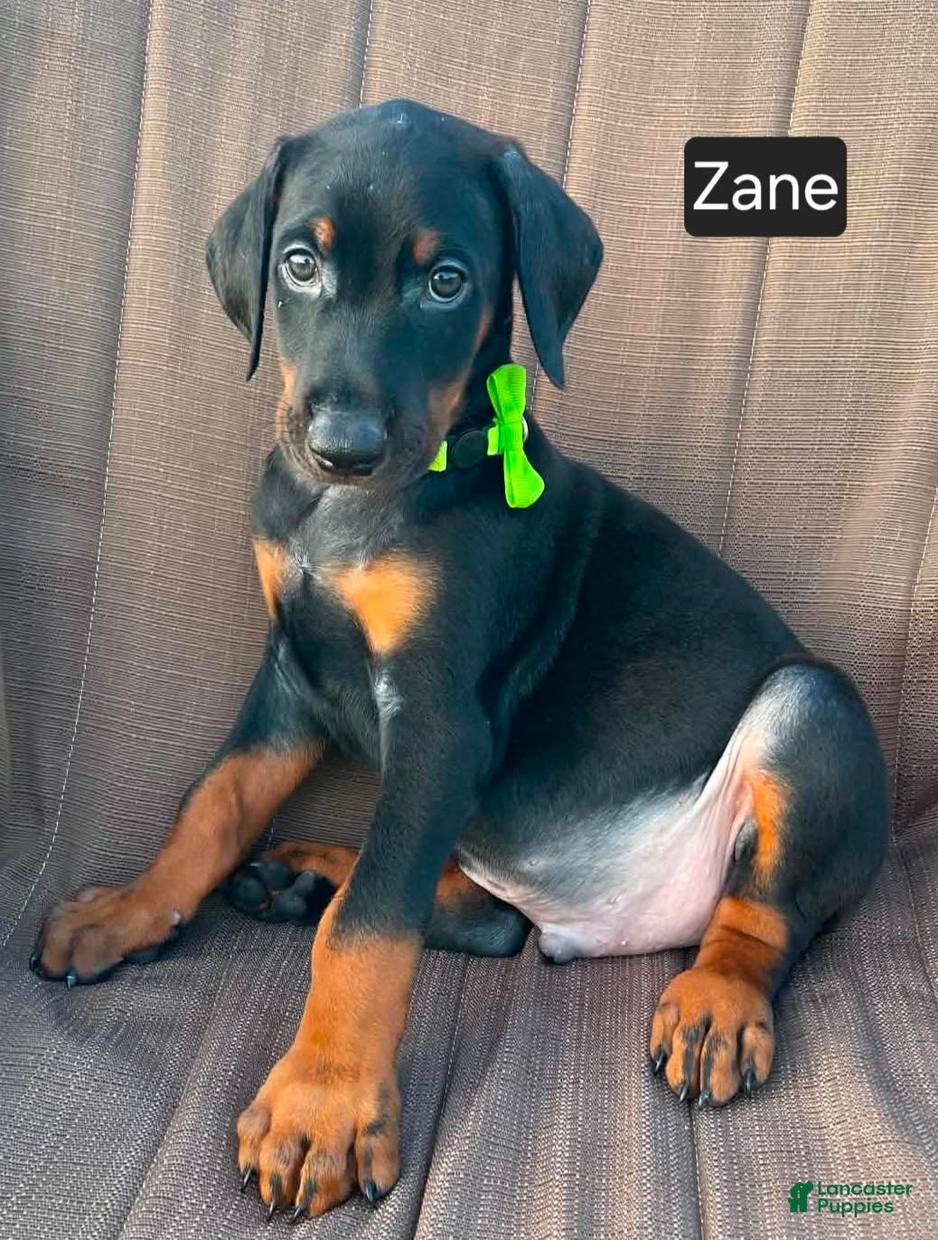 Doberman Pinscher dogs Zane - Ad 1