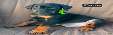 Zane