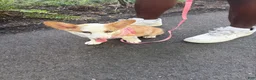 American Corgi dogs for sale: Ruby - Ad 4