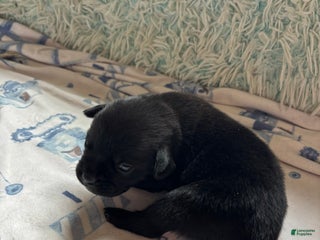 Mixed Breed dogs - Ad 7