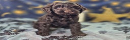 Cockapoo dogs for sale: Breeze - Ad 8