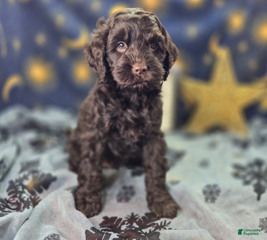 Cockapoo dogs for sale: Breeze - Ad 8