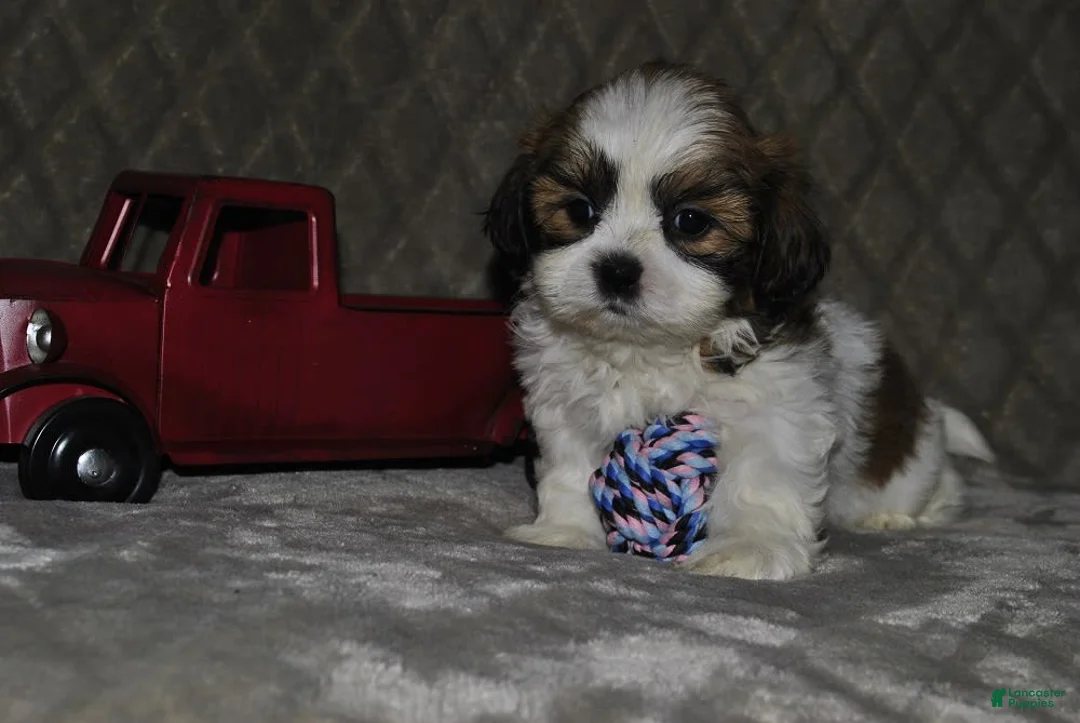 Gallery Image {{count}}