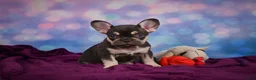 French Bulldog dogs for sale: Debbie - Ad 3